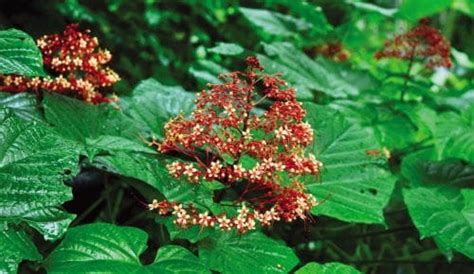 Forgotten colours of Onam: The story of traditional flowers, Forgotten ...