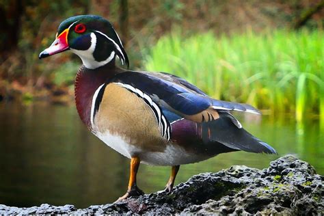 Wood Duck Close Up Wood Ducks Pet Birds Beautiful Birds