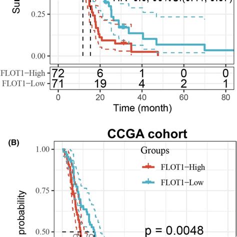 Flot Promotes Gbm Tumour Growth In Xenograft Mouse Model A Picture