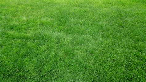 Download Wallpaper 2048x1152 Grain Grass Field Green Ultrawide