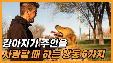 강아지가 주인을 사랑할 때 하는 행동 이걸 체크해봐 Youtube