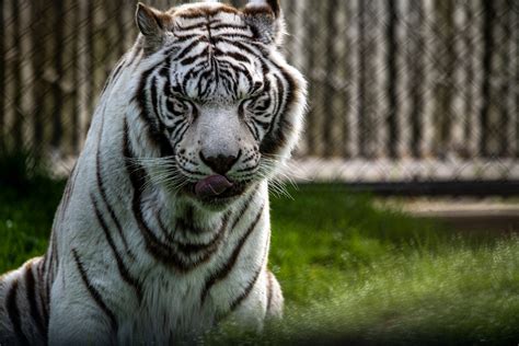 Photograph Of A White Tiger Free Stock Photo Public Domain Pictures