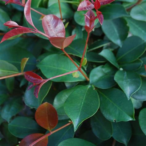 Eugenia Etna Fire Cerisier De Cayenne Aux Sublimes Pousses Rouge Rubis