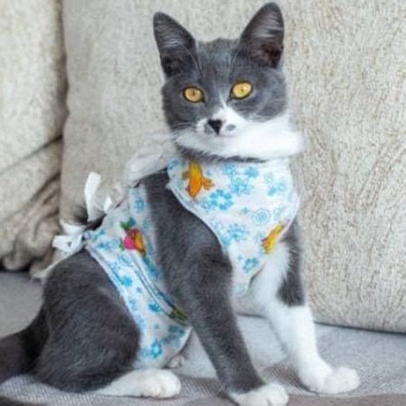 Molde De Roupa Para Gato 8 Modelos Para Baixar E Imprimir