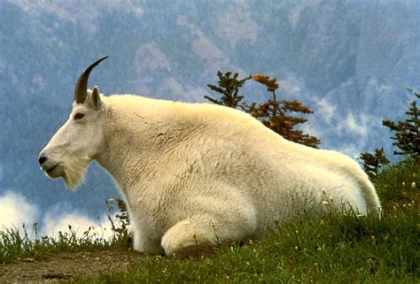 Mountain Goat Wallpaper HD 75271 - Baltana