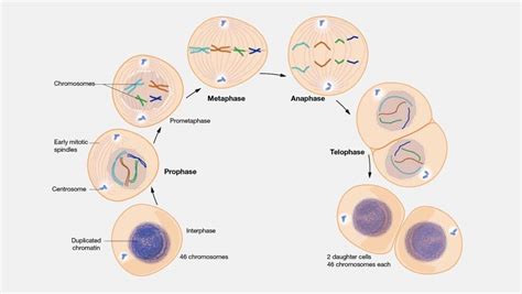 Perbedaan Mitosis Dan Meiosis Ini Penjelasannya Maukuliah Blog