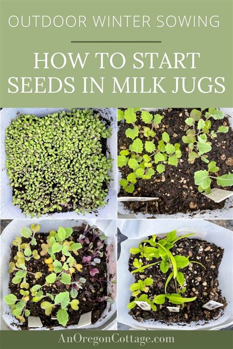 Milk Jug Winter Sowing Tutorial How When What To Plant An Oregon