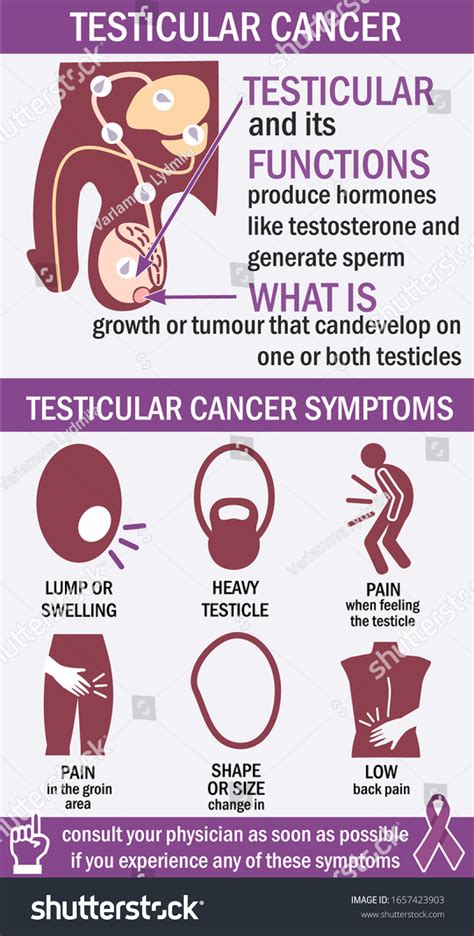 Testicular Cancer Infographics Male Anatomy Testicular Stock Vektor