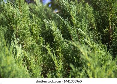 Branches Coniferous Plants Nature Background Thuja Stock Photo