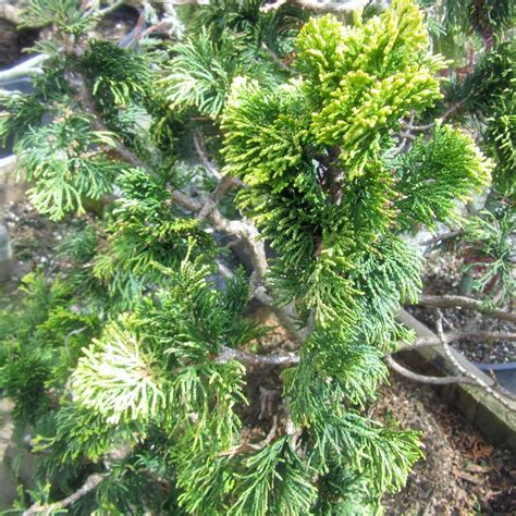 Photo Of The Leaves Of Golden Dwarf Hinoki Cypress Chamaecyparis