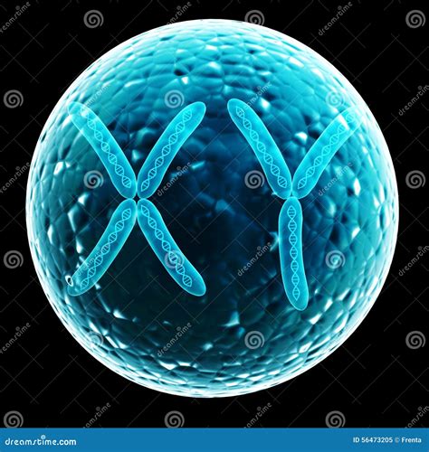 X Und Y Chromosom In Der Zelle Stock Abbildung Illustration Von