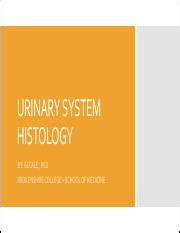 Urinary System Histology Flash Cards Pdf Urinary System Histology By