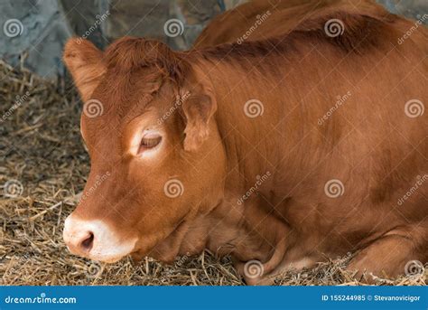 Red Holstein Friesian Cow On Livestock Dairy Farm Stock Image Image