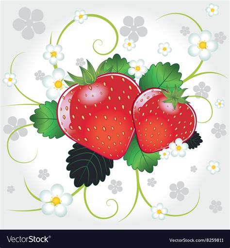 Fresh Strawberries Royalty Free Vector Image Vectorstock