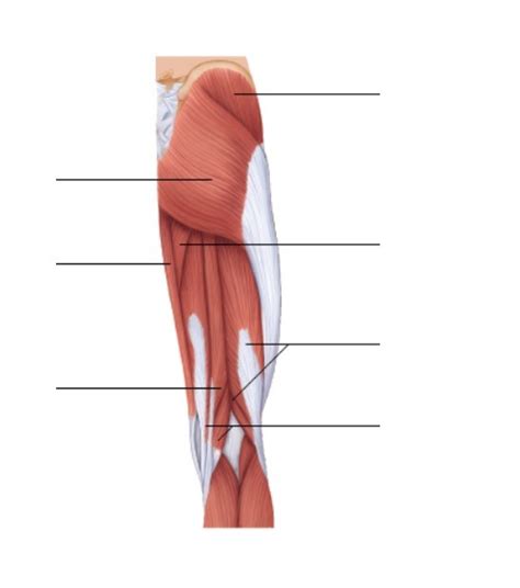 Posterior Muscles Hip And Thigh Diagram Quizlet