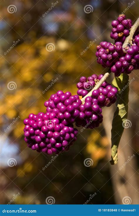 Purple berries stock photo. Image of ripe, fall, round - 18183848