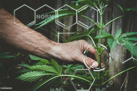 New Cannabinoids The Next Big Thing In Cannabis 1