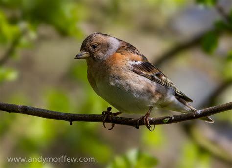 Free Images Nature Branch Female Wildlife Beak Robin Fauna