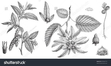 European Common Hornbeam Carpinus Betulus Vintage Stock Vector 93544174 Shutterstock