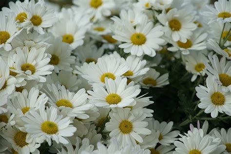 Oxeye Daisies Flowers Plants White Free Photo On Pixabay