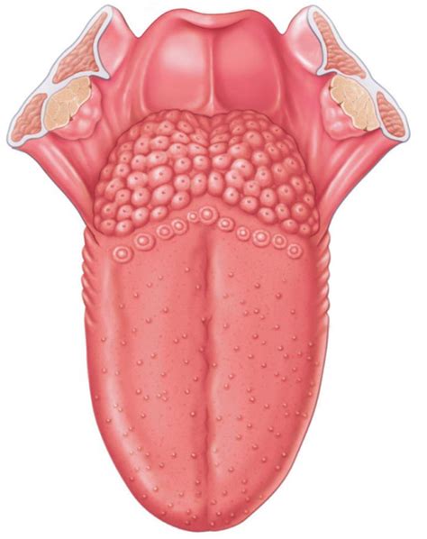 Dorsum of the Tongue Diagram | Quizlet