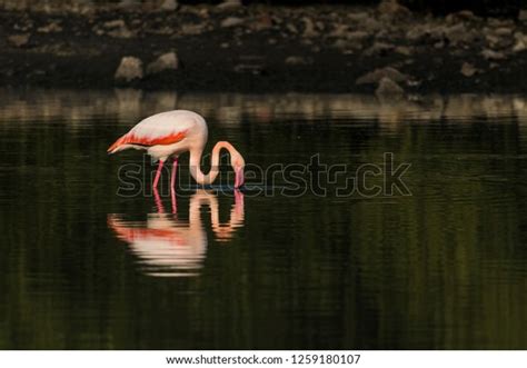 Greater Flamingos Marsh Land Pulicat Lake Stock Photo (Edit Now) 1259180107