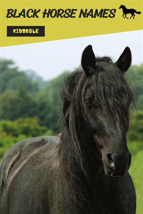 100+ Names For Black Horses With Meanings - Kidzable