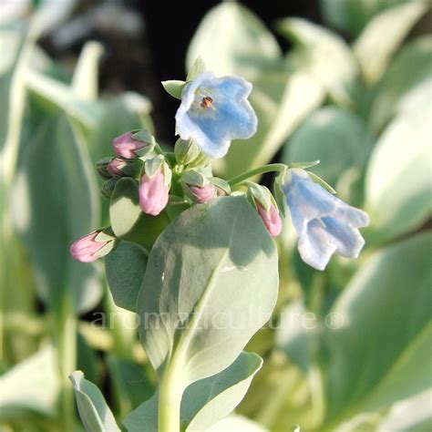 Mertensia maritima Plante à huître Huître végétale