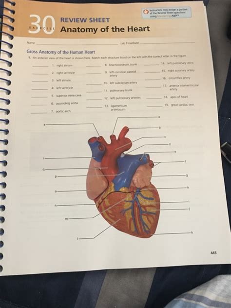 Review Sheet Exercise 30 Anatomy Of The Heart Flashcards Online Degrees