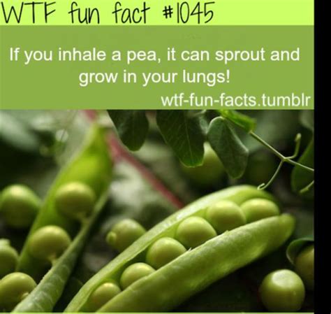 Selection Of Wtf Fun Facts Pics Izismile