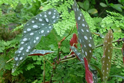 How To Grow Care For Begonia Maculata Plantpropagation Org