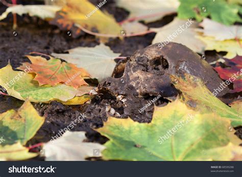 real human skull figured crime scene stock photo  shutterstock