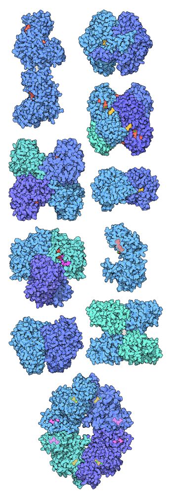 PDB-101: Molecule of the Month: Glycolytic Enzymes