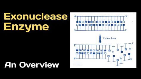 Exonuclease Enzyme:- An Overview - YouTube