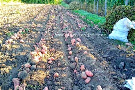 Pravilno Va Enje Krompira Agrosavjet