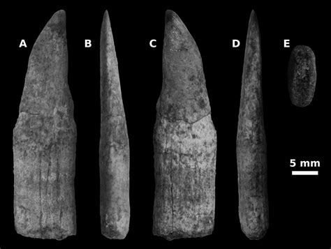 Shark Teeth - Fossil ID - The Fossil Forum