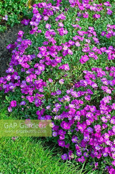 Aubrieta Deltoidea Stock Photo By Frederic Didillon Image 0250052