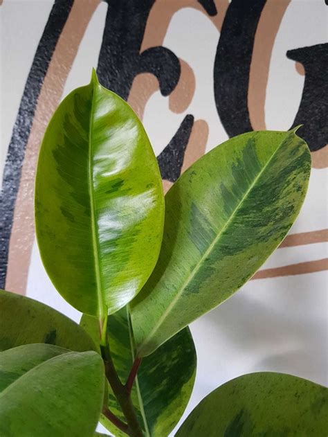 Gomero Variegado Verde Ficus Elástica 3L