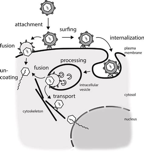 Schematic Representation Of Virus Entry Pathways PPIs Between Viral