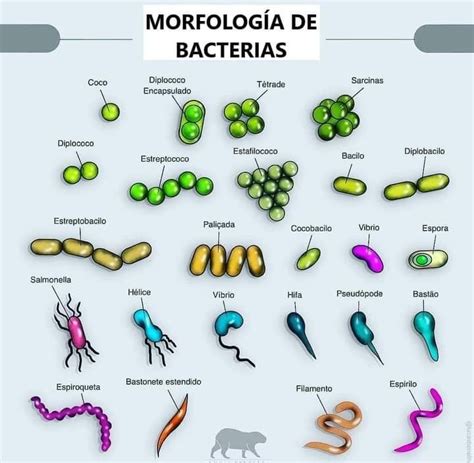 Morfolog A De Las Bacterias Teaching Biology Vet Medicine Microbiology