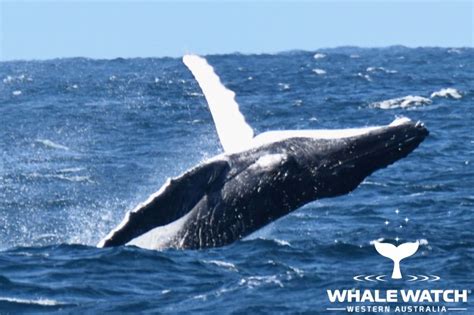 Augusta Whale Watching 2021 | Whale Watch Western Australia