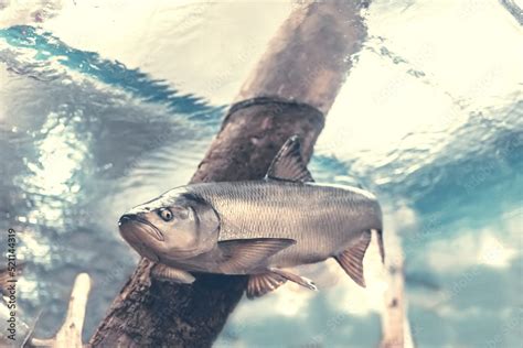 Freshwater fish asp (Aspius aspius) Asp cauldron. Underwater photography in the river at a rare ...