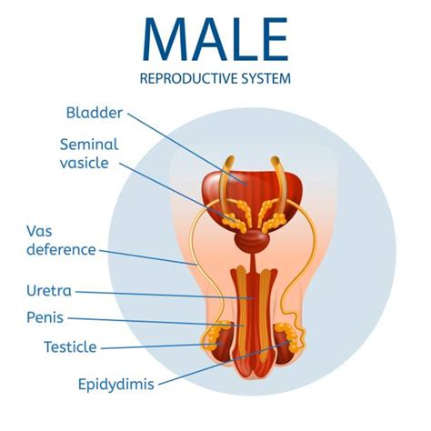 Labeled Diagram Of Male Reproductive System Illustrations Royalty Free