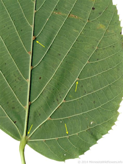 Tilia Americana American Basswood Minnesota Wildflowers