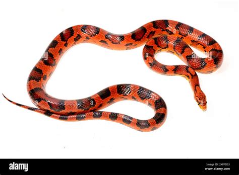 Corn Snake Pantherophis Guttatus Okeetee Breed On White Background