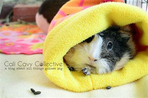 Cali Cavy Collective A Blog About All Things Guinea Pig Cage And