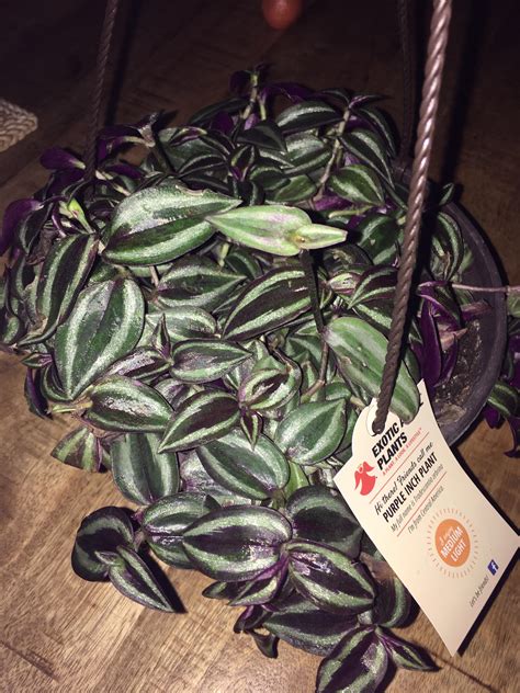 Any care tips for this plant? : r/houseplants