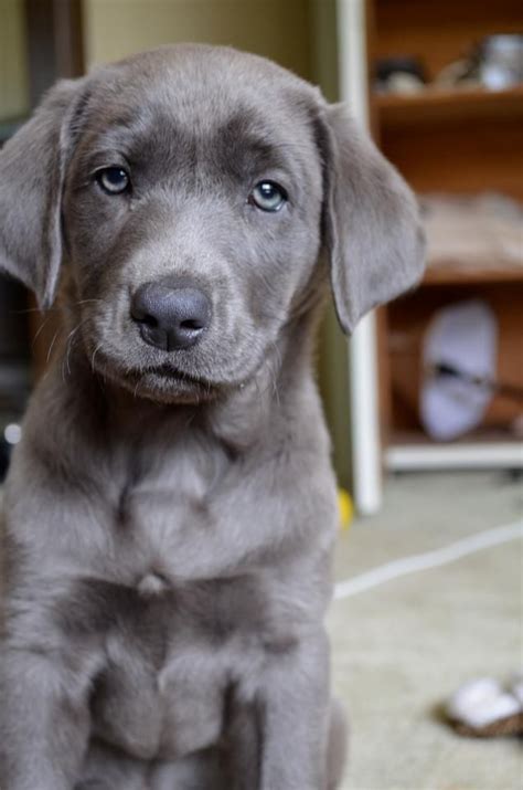 Weimaraner Chocolate Lab Mix Puppies : Pin On Love : Yesterday i went ...