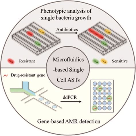 Microfluidic Technologies For Rapid Antibiotic Susceptibility Tests