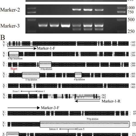 Identification Of Three Sex Linked Markers A Genetic Sex